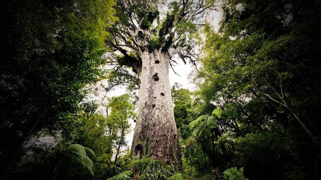 Cây Kauri khổng lồ